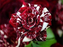 Rose Seeds (Rosa spp.) for growers filling out the home garden and container planting