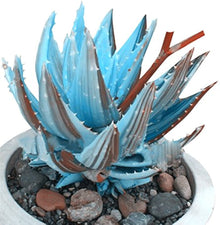 Cactus Seeds (Cactaceae family) for easy-care planting in the indoor pots or rock gardens