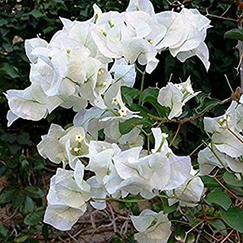 Bougainvillea Vera ��������� White flower for planting