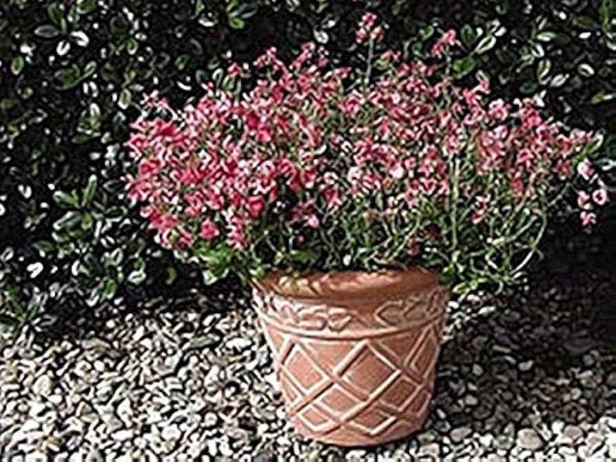 Diascia Diamonte Series Coral Rose flower seeds