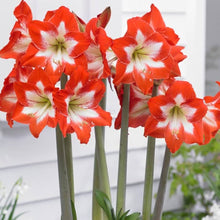 Amaryllis Hippeastrum spp. flower seeds for planting in indoor pots and seasonal garden beds - for planting in home garden