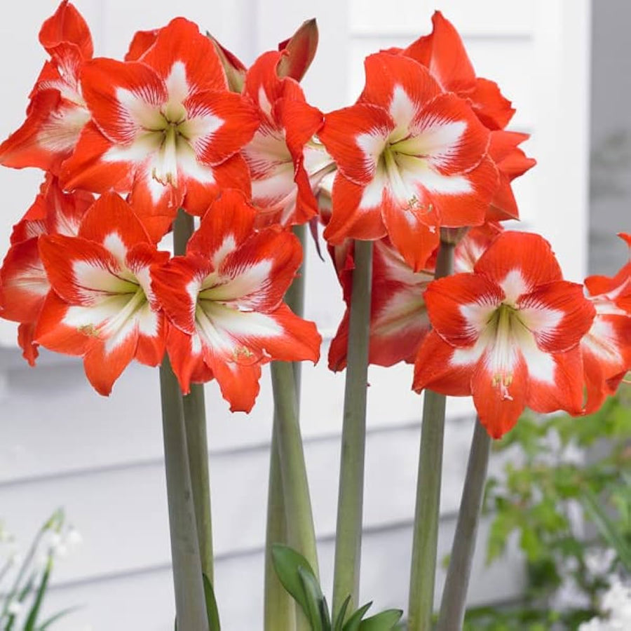 Amaryllis Hippeastrum spp. flower seeds for planting in indoor pots and seasonal garden beds - for planting in home garden