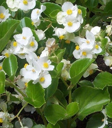 White Begonia Seeds (Begonia semperflorens) for a bright addition to the Flower Containers