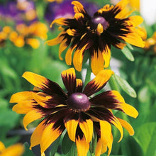 Rudbeckia Seeds (Rudbeckia spp.) for a lasting display in the Wildflower Garden