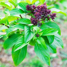 Basil Plants for a fragrant addition to the herb patch