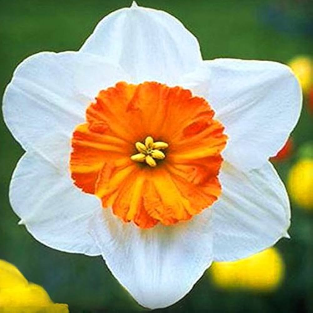 Narcissus Flower Seeds