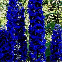 Larkspur Delphinium Crotchii Salmon King Seeds for a lasting display in the Cottage Tall Flower Beds