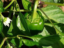 California Pepper Seeds (Schinus molle) for growers stocking the Garden