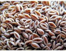 Indian Psyllium Seeds (Plantago ovata) for a lasting display in the Herb Wellness Bed