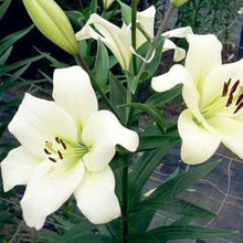 Blue Heart Lily Seeds (Lilium maculatum) for seasonal color across the ornamental garden and pot planting