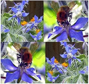 Borage ��������� Borago officinalis for planting in flower bed