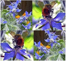 Borage ��������� Borago officinalis for planting in flower bed