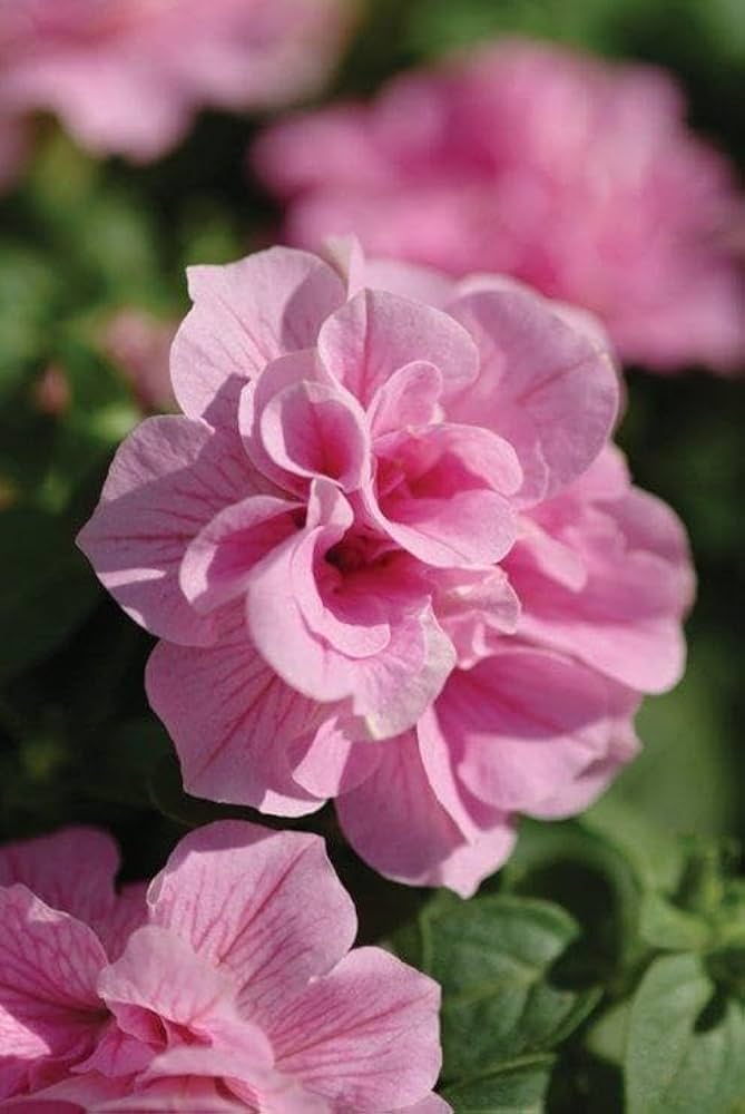 Petunia Seeds