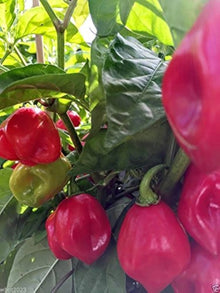 Australian Lantern Red Pepper Seeds (Capsicum baccatum) prized among growers for backyard Gardening