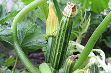 Italian Early Zucchini Seeds for home growers seeking a reliable harvest