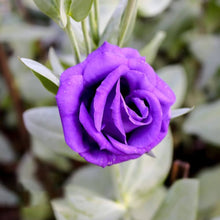 Osiria Purple Rose Seeds for reliable seasonal color