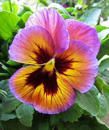 Viola Engel Lilac Glow Seeds known for beautiful Lilac Flowers