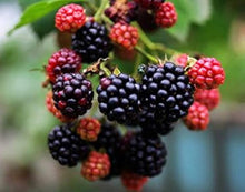 Blackberry Rubus Fruticosus fruit Seeds for a homegrown harvest from the backyard gardening and edible landscapes
