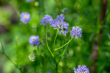 Globe Gilla Seeds grown for stunning Globe-Shaped Flowers