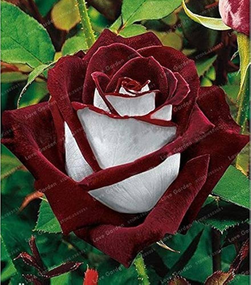 Black Edge Rose Rosa spp for home garden ornamental planting