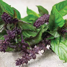 Licorice Basil Seeds for cooks growing the Herb Garden, Culinary Uses