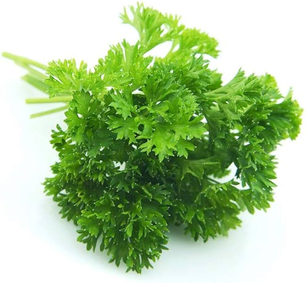 Laika Parsley Petroselinum Crispum Seeds for planting in herb garden