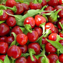Hot Red Cherry Pepper Seeds for a fresh homegrown crop from the Spicy Vegetable Gardens