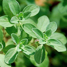 Majoran Seeds (Origanum majorana) for a lasting display in the Herb Garden & Home Garden