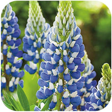 Sweet Blue Lupine Seeds grown for beautiful Nutrient-Rich Soil