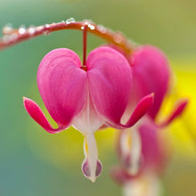 Heart Orchid Seeds for reliable seasonal color