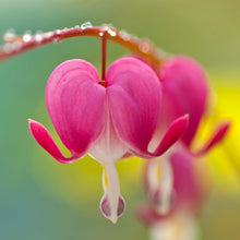 Dicentra Peaches & Cream flower seeds
