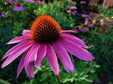 Echinacea Seeds (Echinacea purpurea) for seasonal color across the Flower Bed