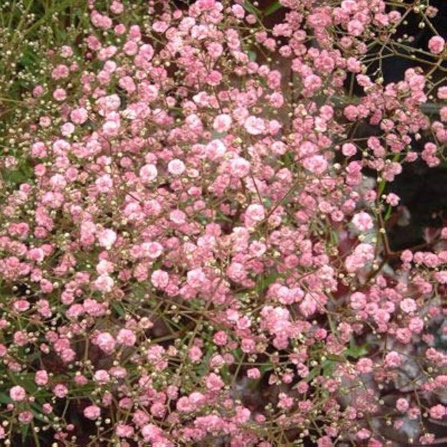 Ranunculus Asiaticus Mixed Colors Perennial Flower - for planting in home garden