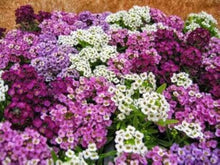 Sweet Alyssum Mix Seeds (Lobularia maritima) for a bright addition to the edging paths and home gardens
