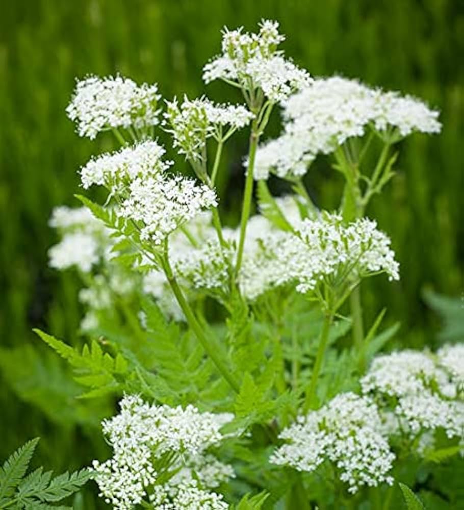 Myrrhis Odorata Seeds (Myrrhis odorata) for a lasting display in the herbal gardens and fragrant landscapes