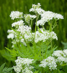 Myrrhis Odorata Seeds (Myrrhis odorata) for a lasting display in the herbal gardens and fragrant landscapes