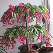 Christmas Cactus Schlumbergera Truncata Seeds for low-maintenance growing in the Indoor Hanging Containers