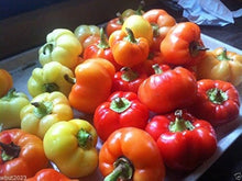 Plant Seeds (Alma paprika) for growers planting the kitchen garden with multicolor fruit options