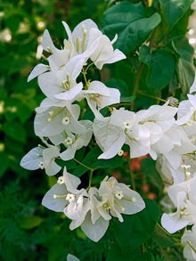 Bougainvillea Bougainvillea Spectabilis Seeds for growers filling out the Fence Patio Landscaping