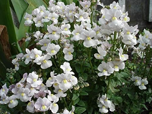 Nemesia Nemesia Strumosa White Knight Flower Seeds for Planting – Compact Variety for Containers, Edging, and Hanging Baskets
