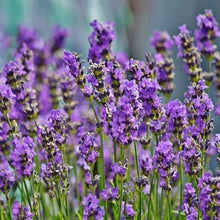 Lavender Seeds (Lavandula angustifolia) for cooks growing the indoor pots and home garden