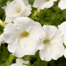 Petunia flower Seeds (Petunia hybrida) for long-term planting in the bonsai pots or large outdoor containers