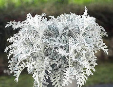 Silver Dust Semi-Dusty Miller Ornamental Foliage Seeds for growers seeking a long-blooming display