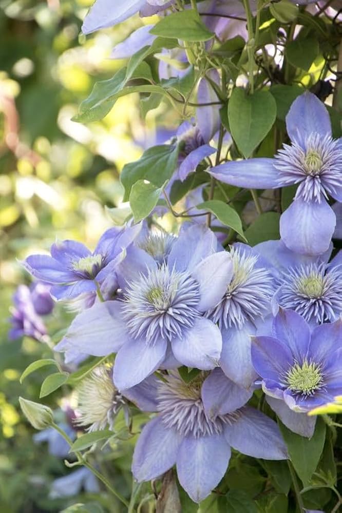 Clematis Flower ��������� Clematis spp. ��������� for planting in blue garden