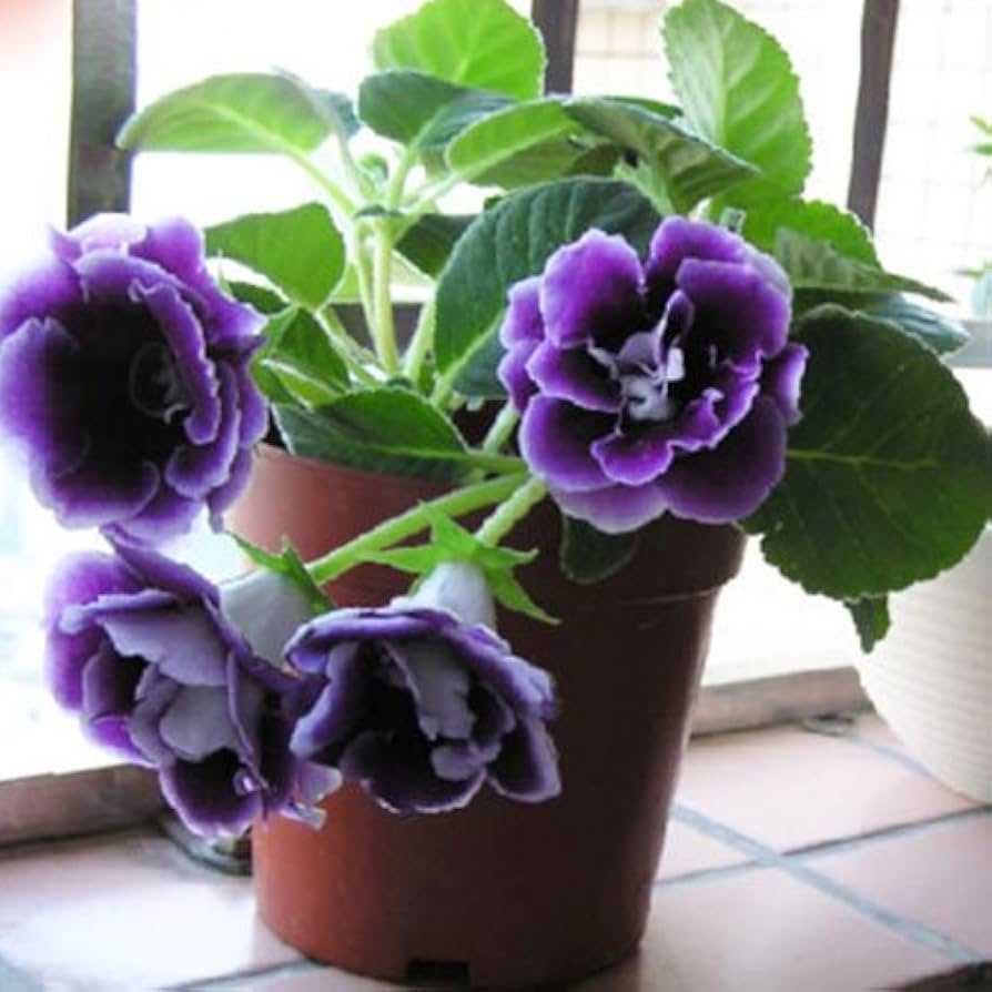 Mixed Gloxinia Flower Seeds for Potted Bonsai and Garden Blooms