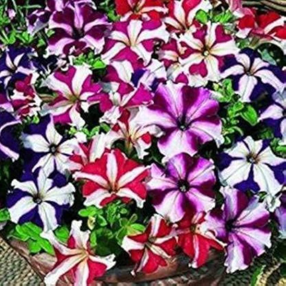 Petunia Petunia Hybrida Four Seasons flower seeds for planting in indoor pots and seasonal backyard gardening - for planting in home garden