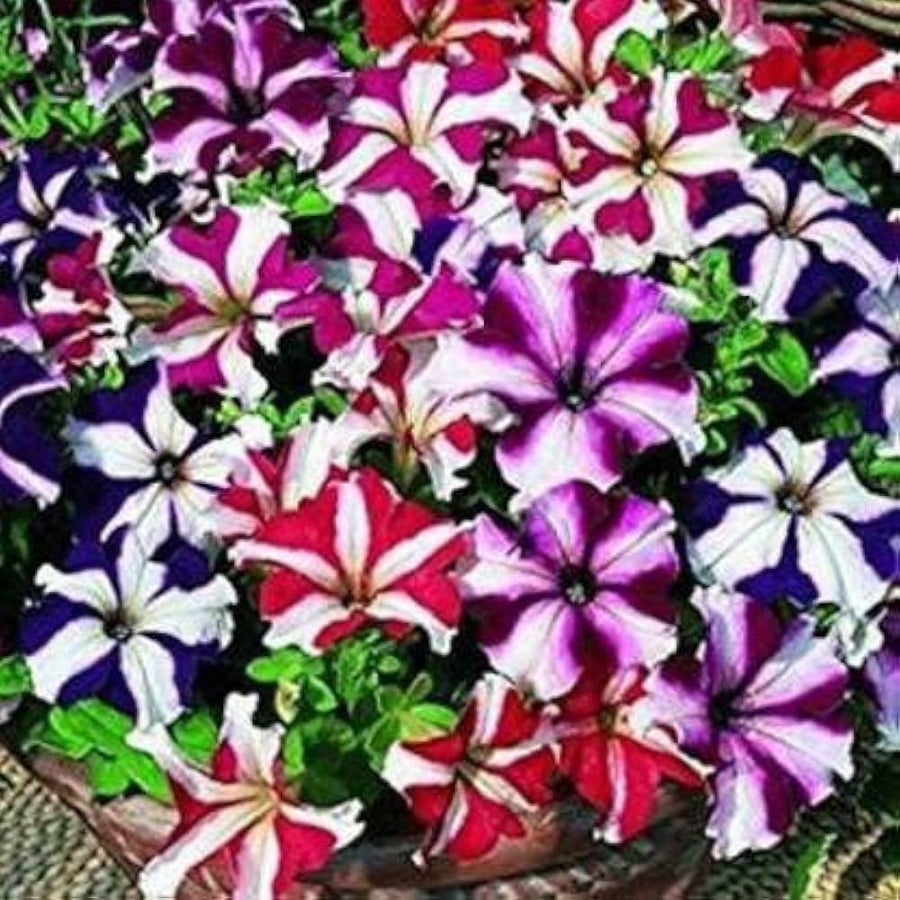 Petunia Petunia Hybrida Four Seasons flower seeds for planting in indoor pots and seasonal backyard gardening - for planting in home garden