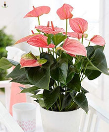 Anthurium Andraeanum Rare Potted Seeds for a colorful addition to any planting