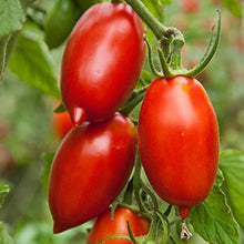 Tomato Seeds for a reliable harvest in the Dark Brown Garden
