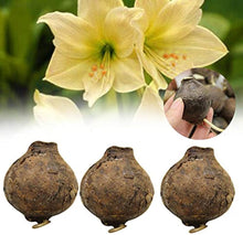 Yellow Sunrise Amaryllis Hippeastrum Bulbs Seeds for growers seeking a long-blooming display